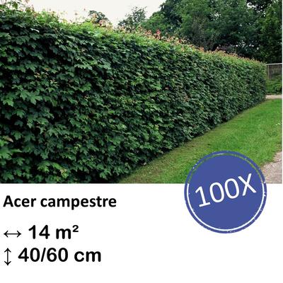 Feldahorn - Acer campestre  - kale wortel nackte Wurzel - 40/60 - 100x