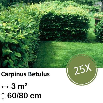 Weißbuche - Carpinus Betulus - Kale wortel - nackte Wurzel 60/80 - 25x