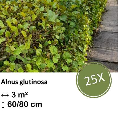 Schwarzerle - Alnus glutinosa - Kale wortel nackte Wurzel - 60/80 - 25x