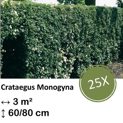 Weißdorn - Crataegus Monogyna - Kale wortel - nackte Wurzel - 60/80 - 25x