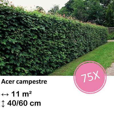 Feldahorn - Acer campestre  - kale wortel nackte Wurzel - 40/60 - 75x