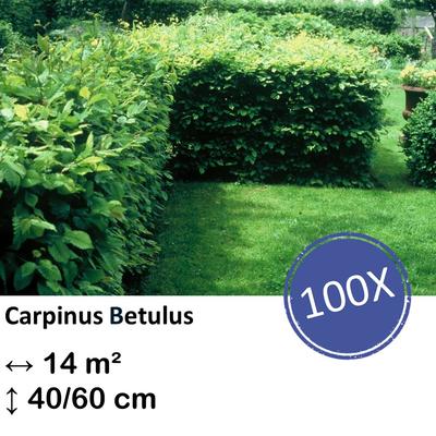 Weißbuche - Carpinus Betulus - Kale wortel - nackte Wurzel 40/60 - 100x