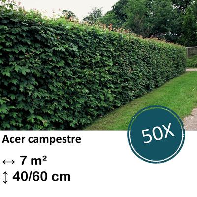 Feldahorn - Acer campestre  - kale wortel nackte Wurzel - 40/60 - 50x