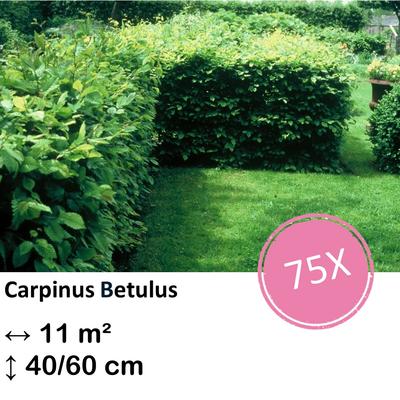 Weißbuche - Carpinus Betulus - Kale wortel - nackte Wurzel 40/60 - 75x