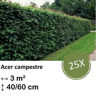 Feldahorn - Acer campestre  - kale wortel nackte Wurzel - 40/60 - 25x