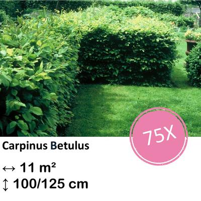 Weißbuche - Carpinus Betulus - Kale wortel - nackte Wurzel 100/125 - 75x