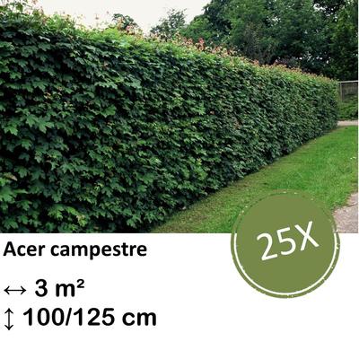 Feldahorn - Acer campestre  - kale wortel nackte Wurzel - 100/125 - 25x