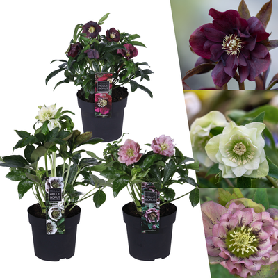 Christrose - Helleborus Specials - 3 x Ø 14 cm - ↨ 25 cm   3 Stück