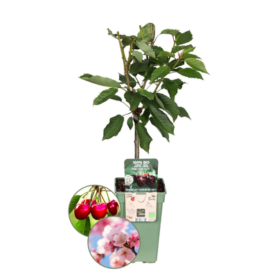 Kirschbaum - Bio-Kirschbaum - Prunus Avium - 1 x Ø 20 cm - ↨ 60 cm