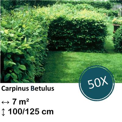 Weißbuche - Carpinus Betulus - Kale wortel - nackte Wurzel 100/125 - 50x