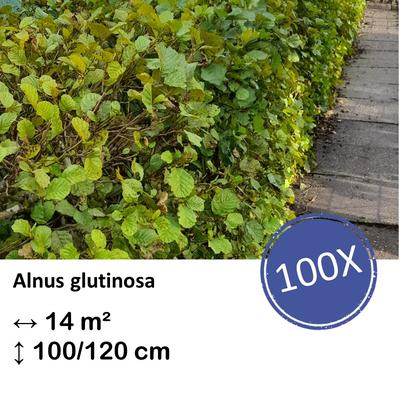 Schwarzerle - Alnus glutinosa - Kale wortel nackte Wurzel - 100/120 - 100x