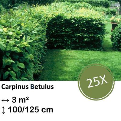 Weißbuche - Carpinus Betulus - Kale wortel - nackte Wurzel 100/125 - 25x