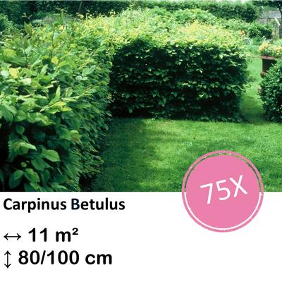 Weißbuche - Carpinus Betulus - Kale wortel - nackte Wurzel 80/100 - 75x