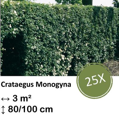 Weißdorn - Crataegus Monogyna - Kale wortel - nackte Wurzel - 80/100 - 25x