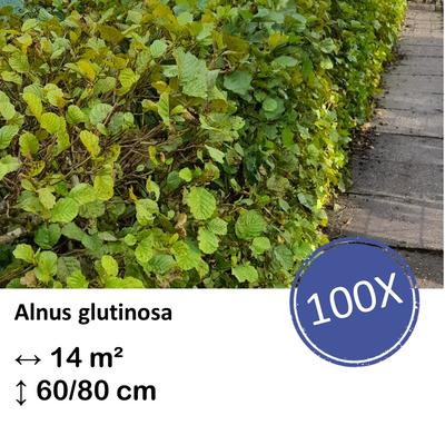 Schwarzerle - Alnus glutinosa - Kale wortel nackte Wurzel - 60/80 - 100x