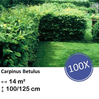 Weißbuche - Carpinus Betulus - Kale wortel - nackte Wurzel 100/125 - 100x