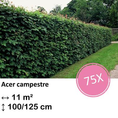 Feldahorn - Acer campestre  - kale wortel nackte Wurzel  - 100/125 - 75x