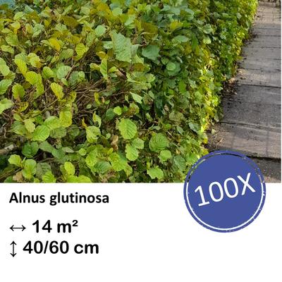 Schwarzerle - Alnus glutinosa - Kale wortel nackte Wurzel - 40/60 - 100x