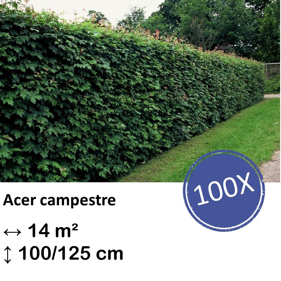 Feldahorn - Acer campestre  - kale wortel nackte Wurzel - 100/125 - 100x