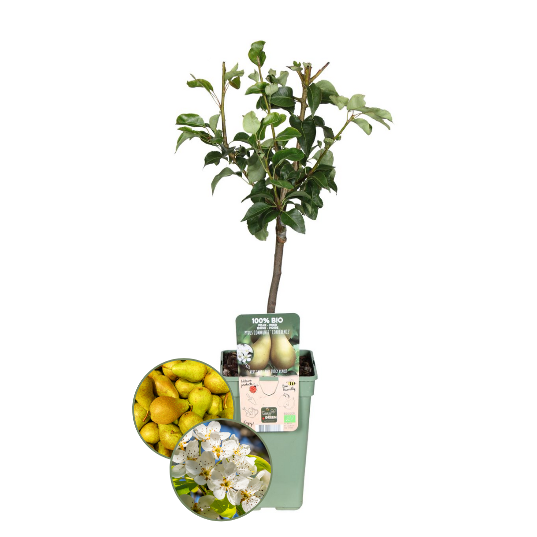 Birnenbaum - Bio-Birnenbaum Pyrus - 1 x Ø 20 cm - ↨ 60 cm