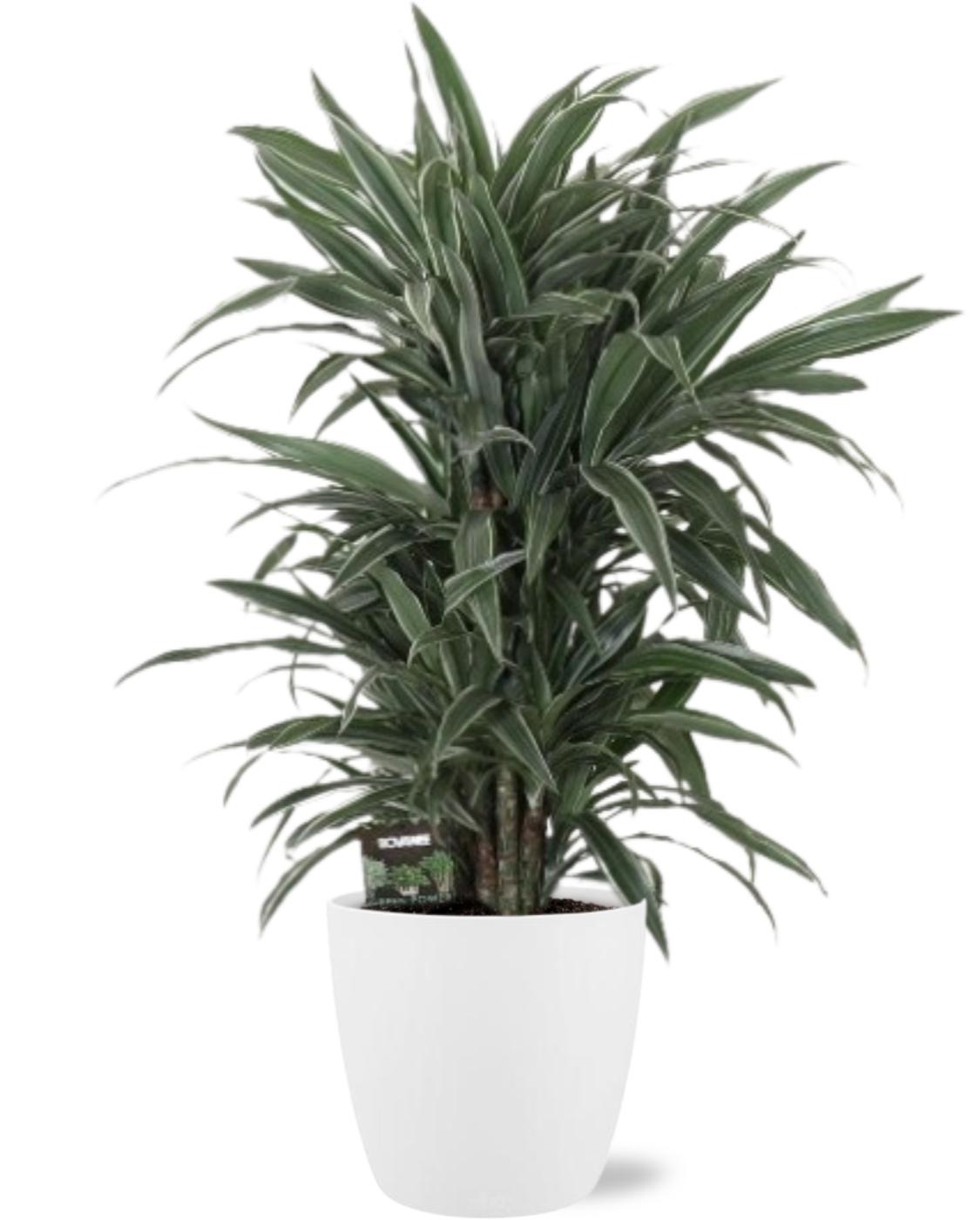 Drachenbaum - Dracaena Fragans Warneckei - Ø24cm - ↕100cm + Pot Brussels D25x23cm Topf weiß