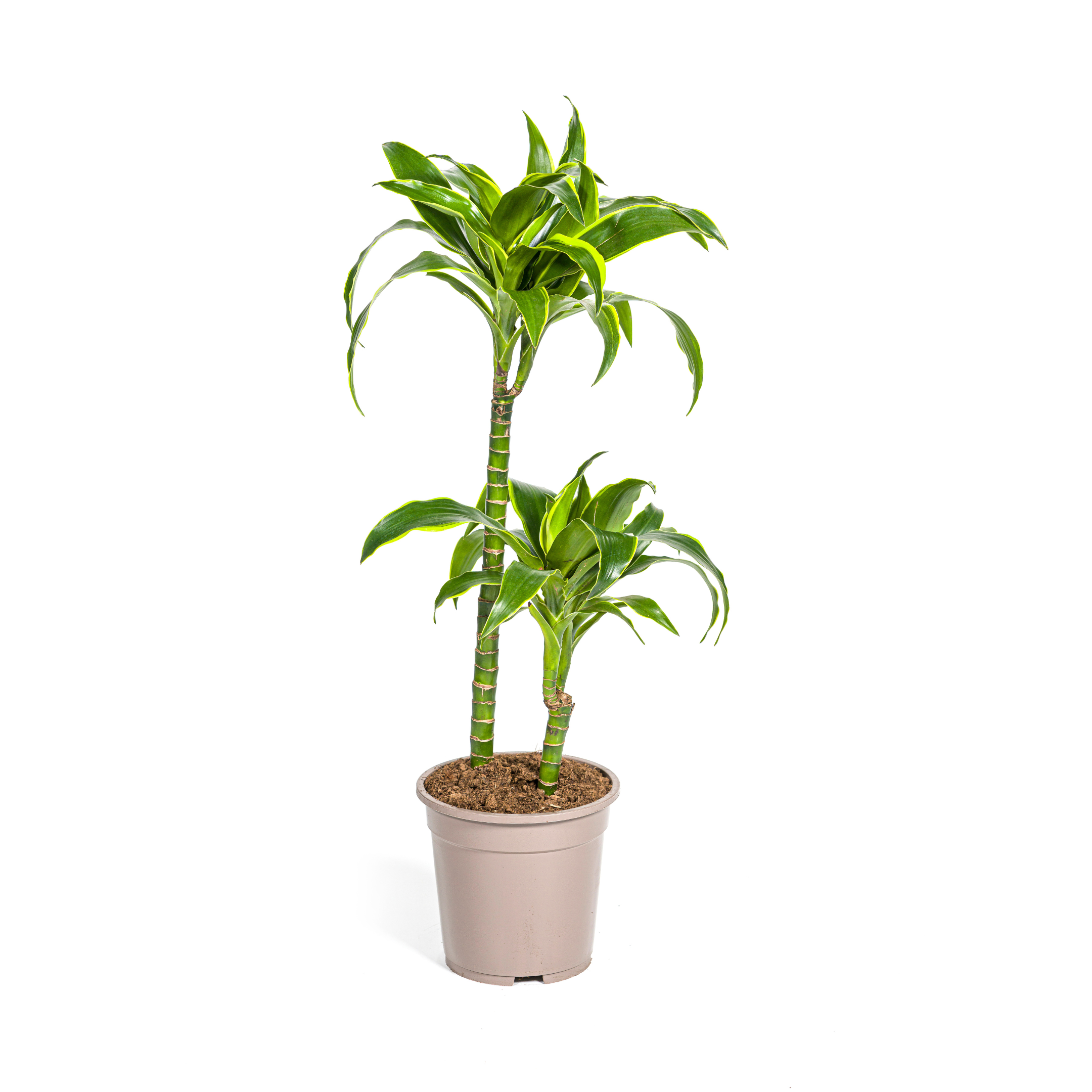 Drachenbaum - Dracaena Deremensis Dorado Ø19cm - ↕80cm