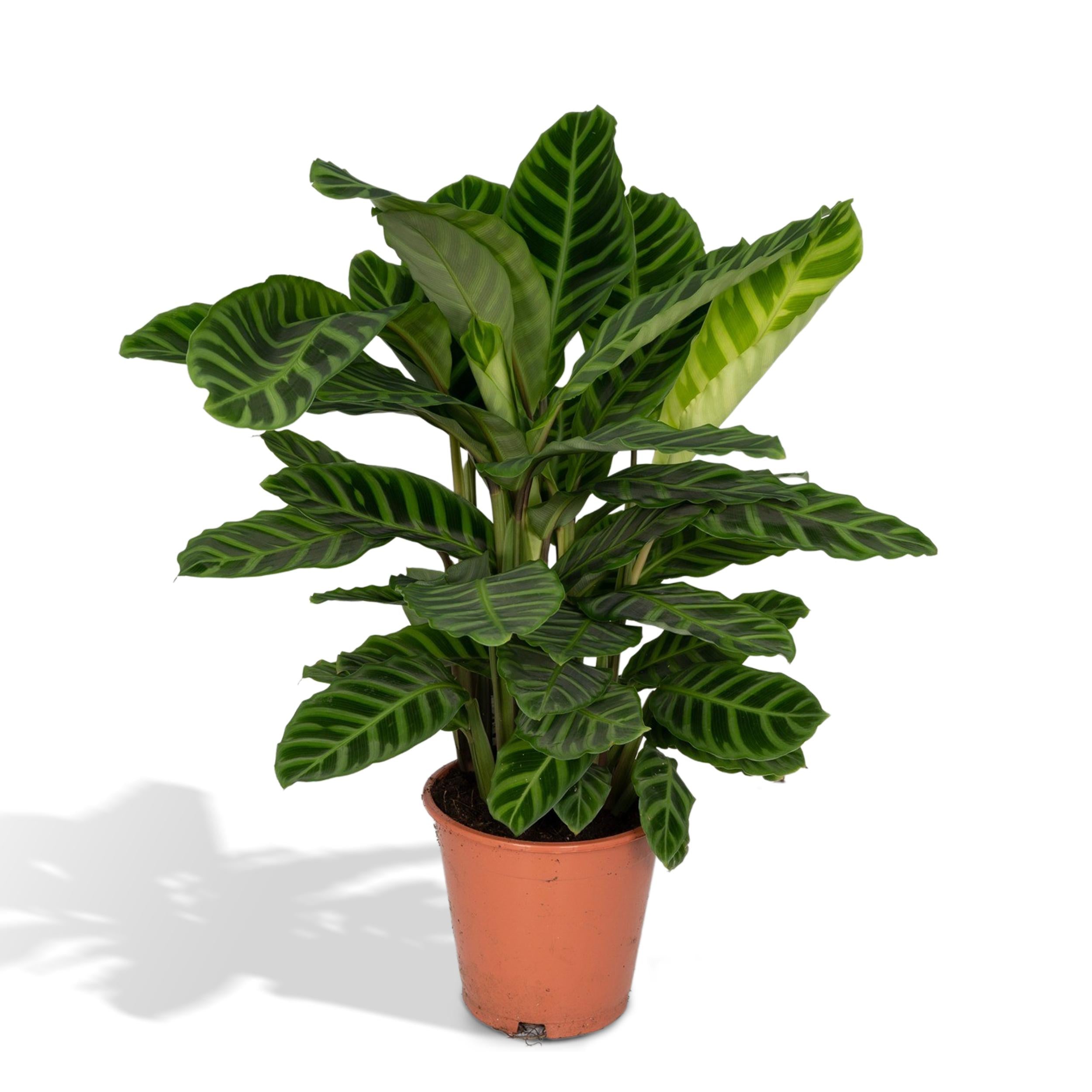 Zebrapflanze - Calathea Zebrina - Ø19cm - ↕80cm + Jolin Pot D20x18cm - Topf Grün