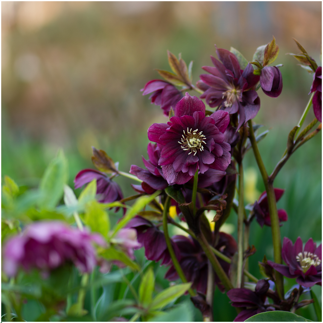 Christrose - Helleborus Specials - 3 x Ø 14 cm - ↨ 25 cm   3 Stück