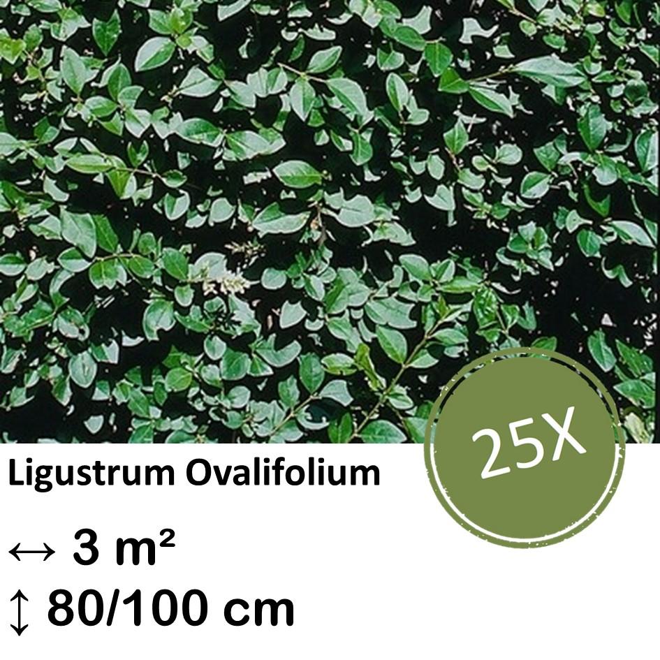 Ligusterhecke - Ligustrum Ovalifolium - Kale wortel nackte Wurzel - 80/100 - 25x