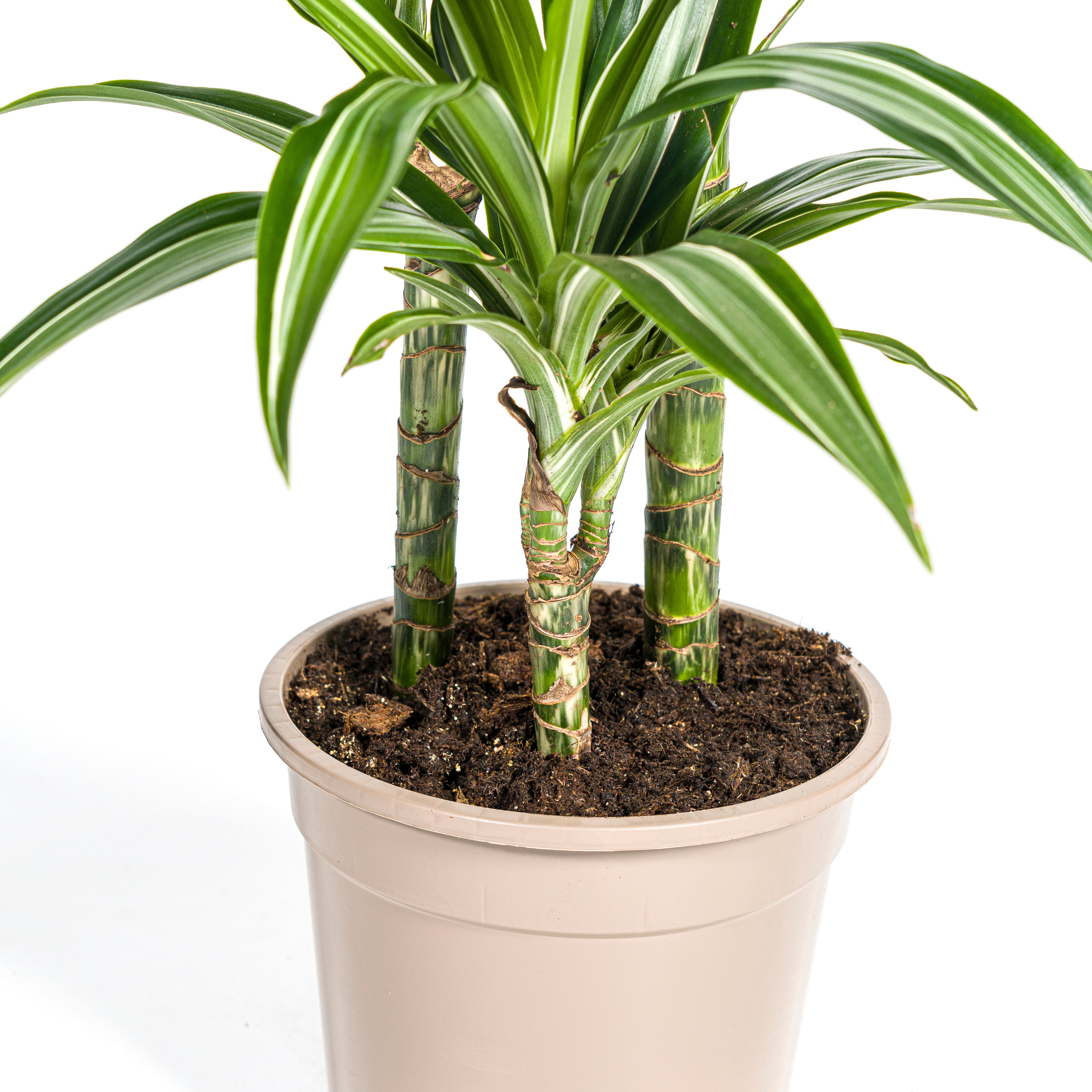 Drachenbaum - Dracaena Deremensis White Stripe Ø21cm - ↕100cm