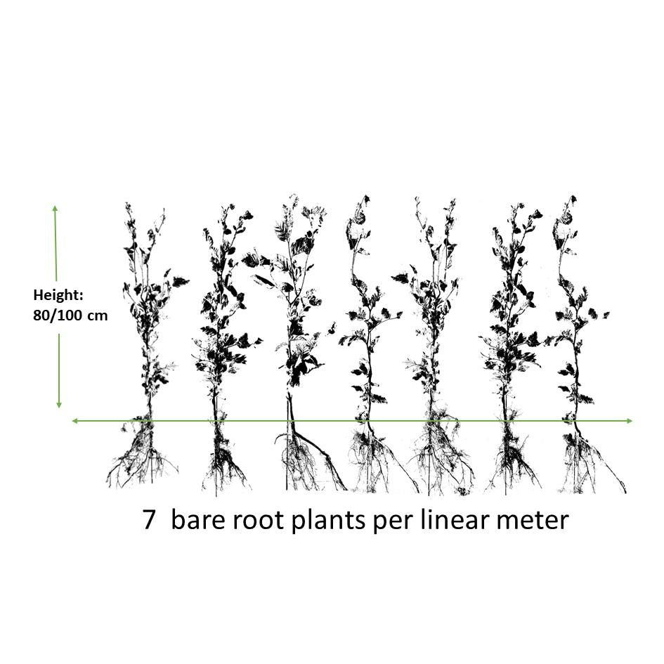 Rotbuchenhecke - Fagus sylvatica  - Kale wortel nackte Wurzel - 80/100 - 25x