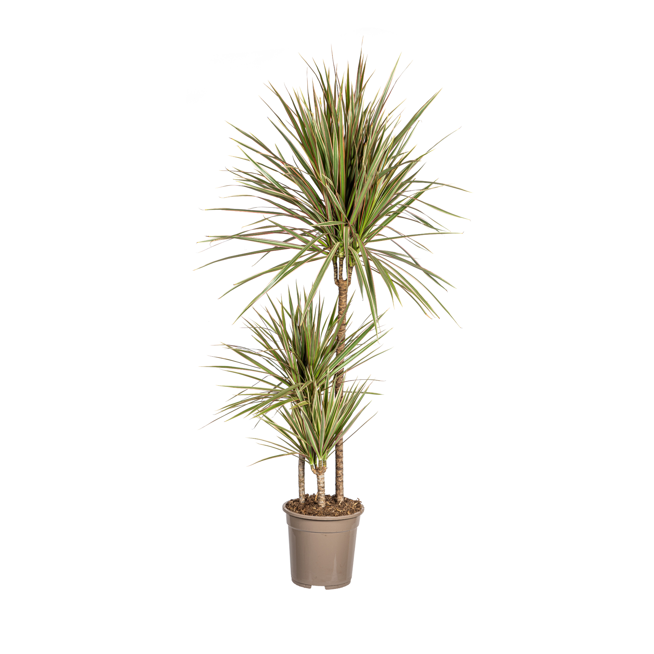 Drachenbaum - Dracaena Marginata Bicolor Ø21cm - ↕120cm