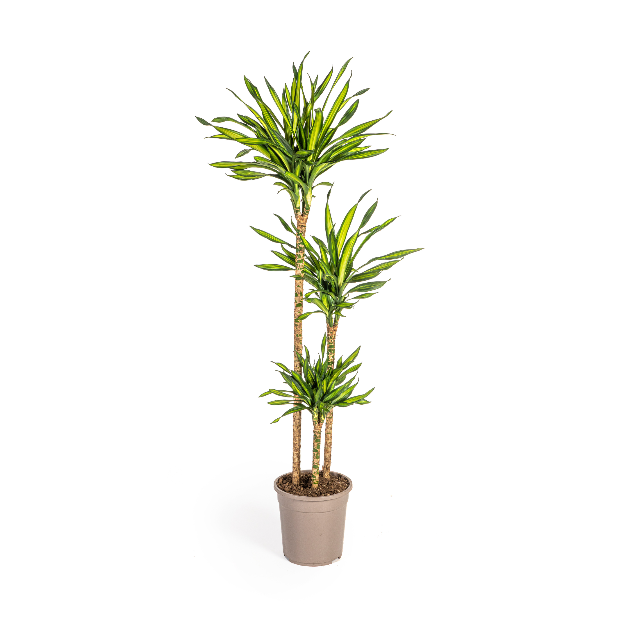 Drachenbaum - Dracaena Deremensis Rikki Ø24cm - ↕140cm