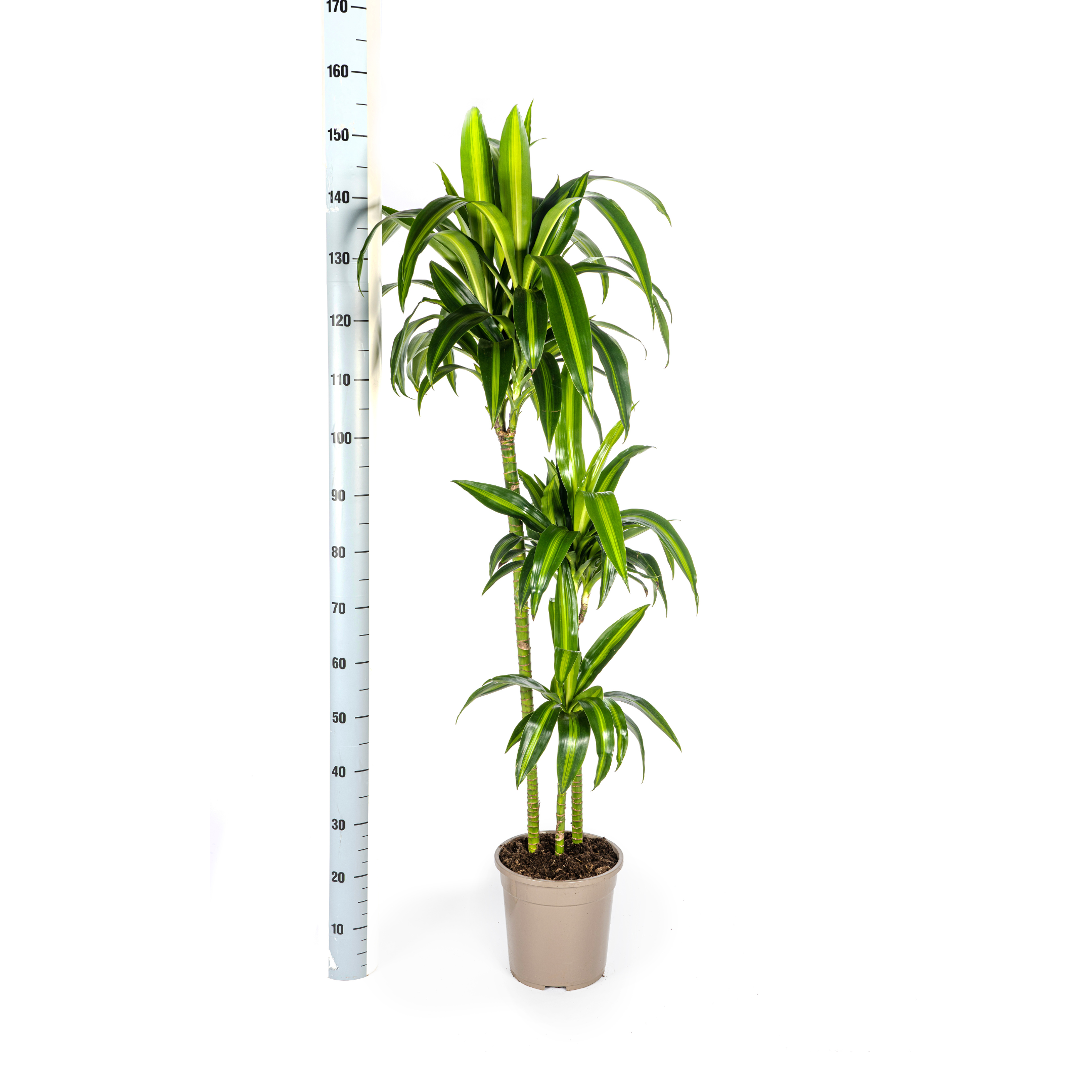 Drachenbaum - Dracaena Deremensis Hawaiian Sunshine Ø24cm - ↕140cm