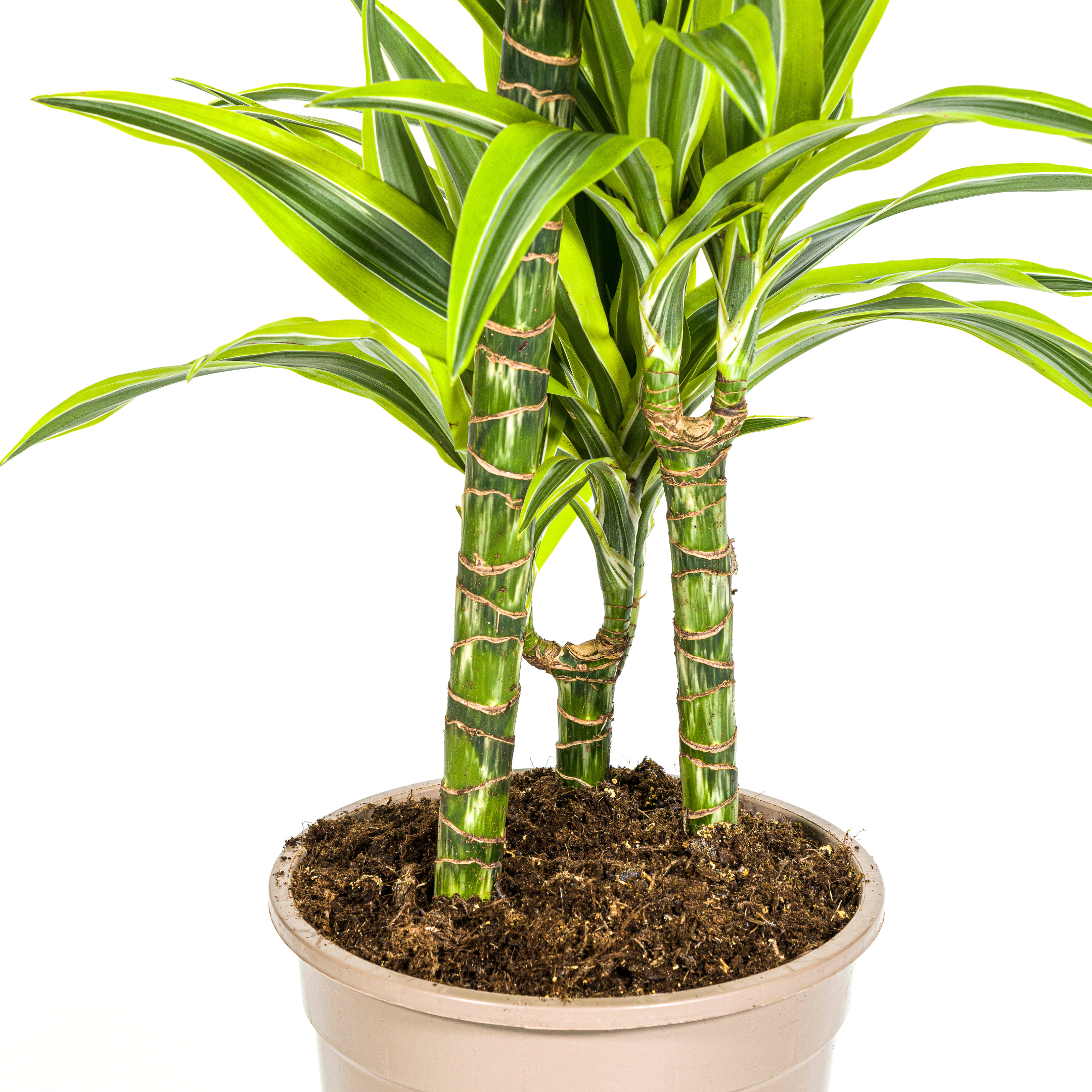 Drachenbaum - Dracaena Deremensis Lemon Lime Ø21cm - ↕100cm