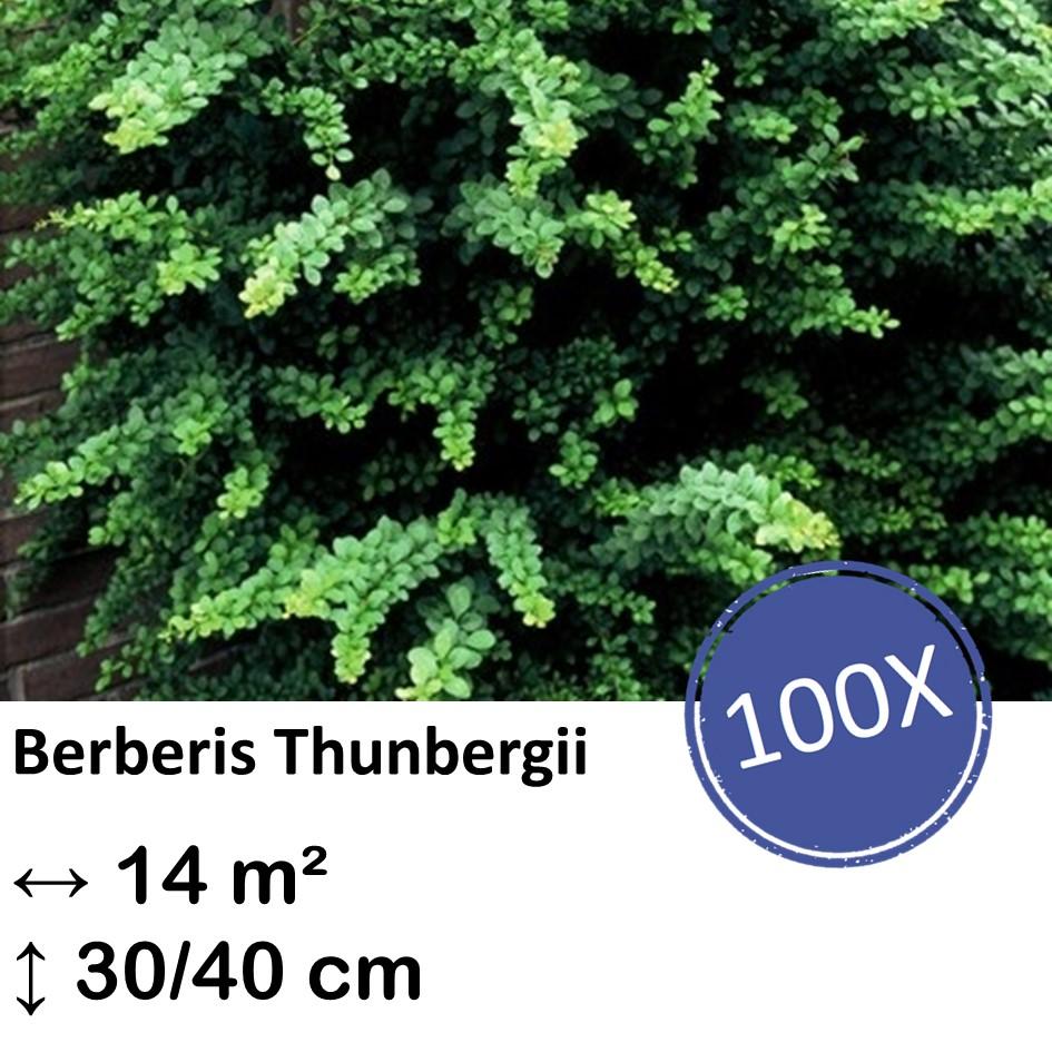 Thunberg Berberitze - Berberis thunbergii -  ↕30-50cm - kale wortel nackte Wurzel - 100x