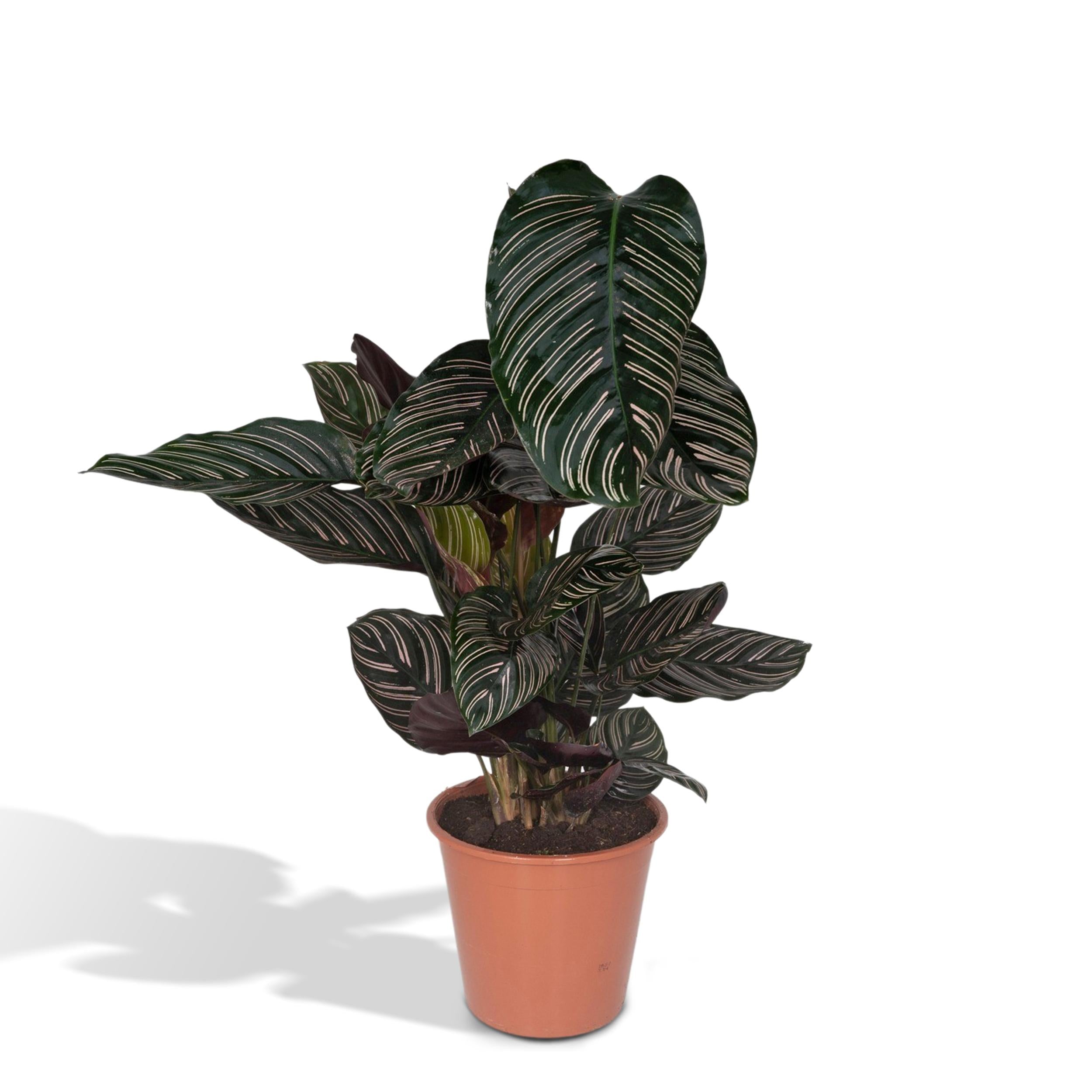 Gebetspflanze - Calathea Ornata - Korbmarante - Ø19cm - ↕75cm + Jolin Pot D20x18cm - Topf Grün