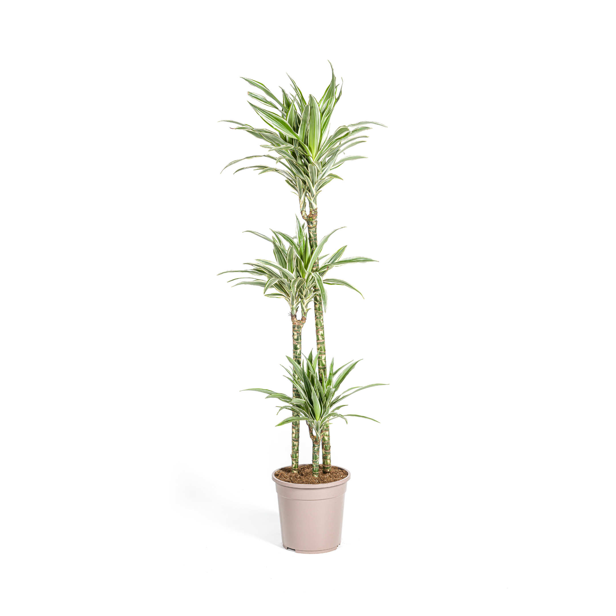 Drachenbaum - Dracaena Deremensis White Stripe Ø24cm - ↕140cm