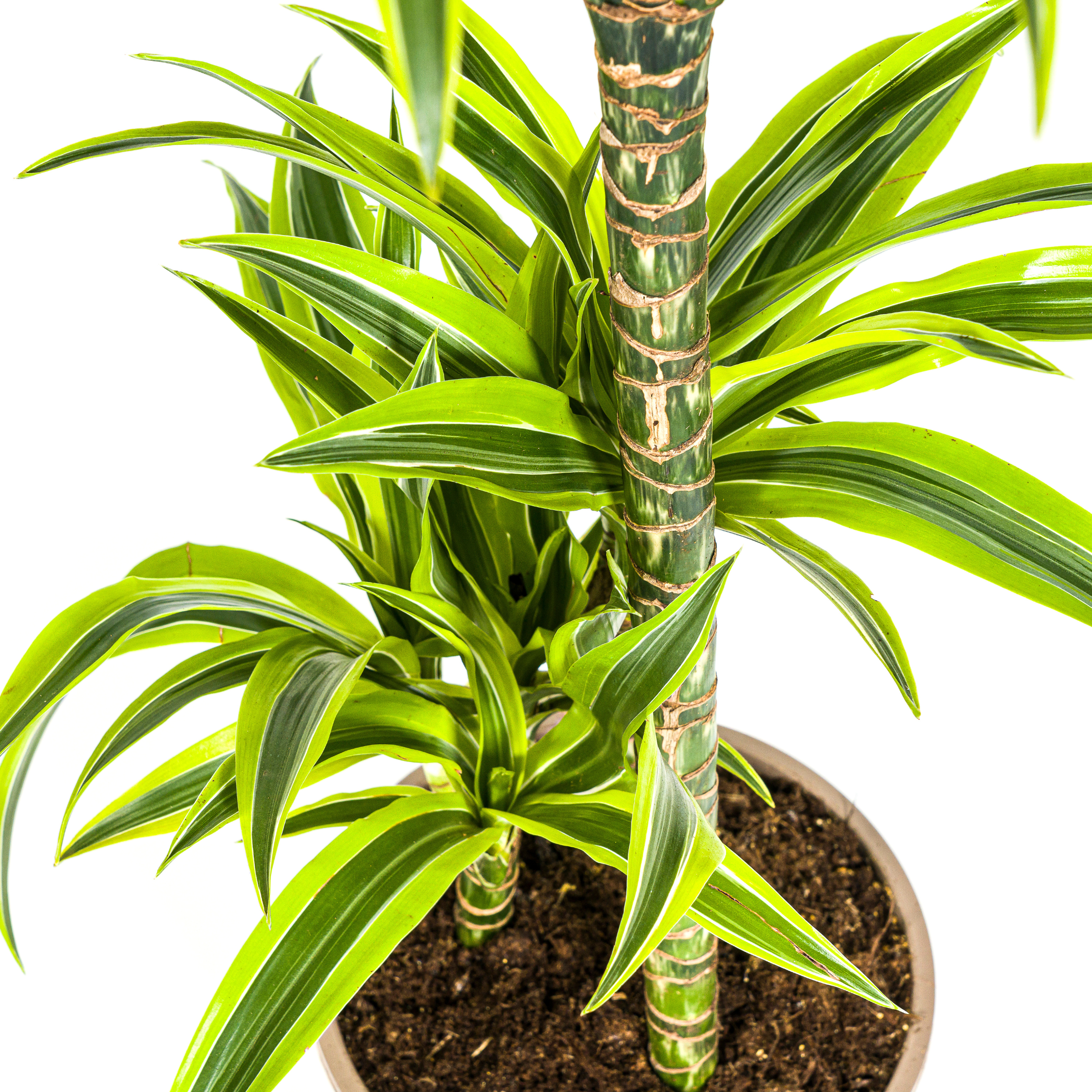 Drachenbaum - Dracaena Deremensis Lemon Lime Ø21cm - ↕100cm