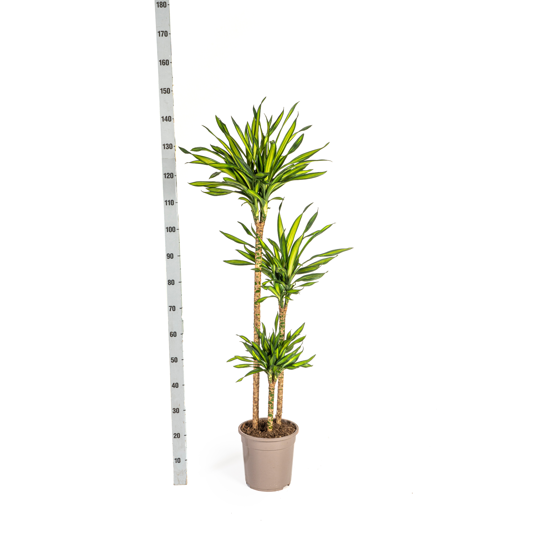 Drachenbaum - Dracaena Deremensis Rikki Ø24cm - ↕140cm