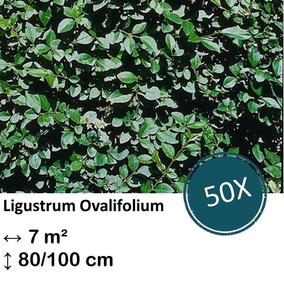 Ligusterhecke - Ligustrum Ovalifolium - Kale wortel nackte Wurzel - 80/100 - 50x