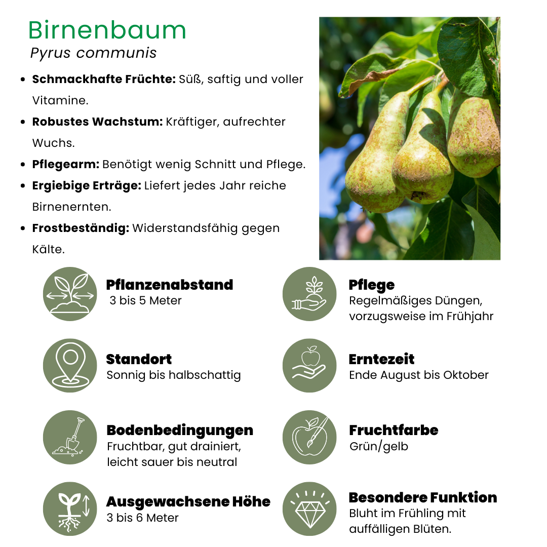 Birnenbaum - Bio-Birnenbaum Pyrus - 1 x Ø 20 cm - ↨ 60 cm