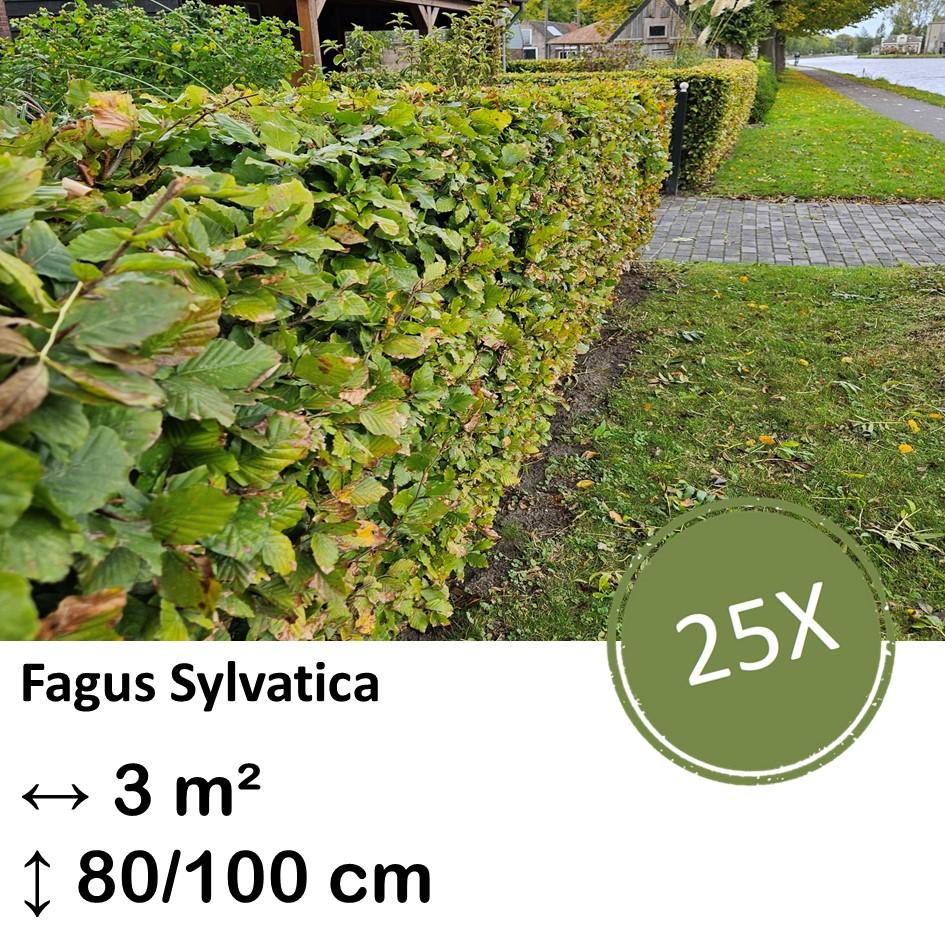 Rotbuchenhecke - Fagus sylvatica  - Kale wortel nackte Wurzel - 80/100 - 25x