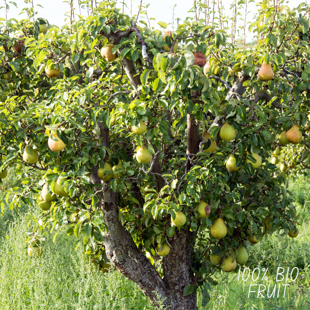 Birnenbaum - Bio-Birnenbaum Pyrus - 1 x Ø 20 cm - ↨ 60 cm