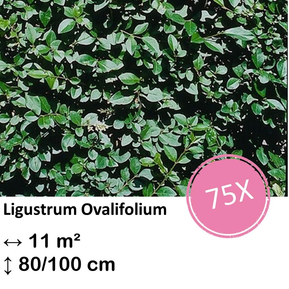 Ligusterhecke - Ligustrum Ovalifolium - Kale wortel nackte Wurzel - 80/100 - 75x