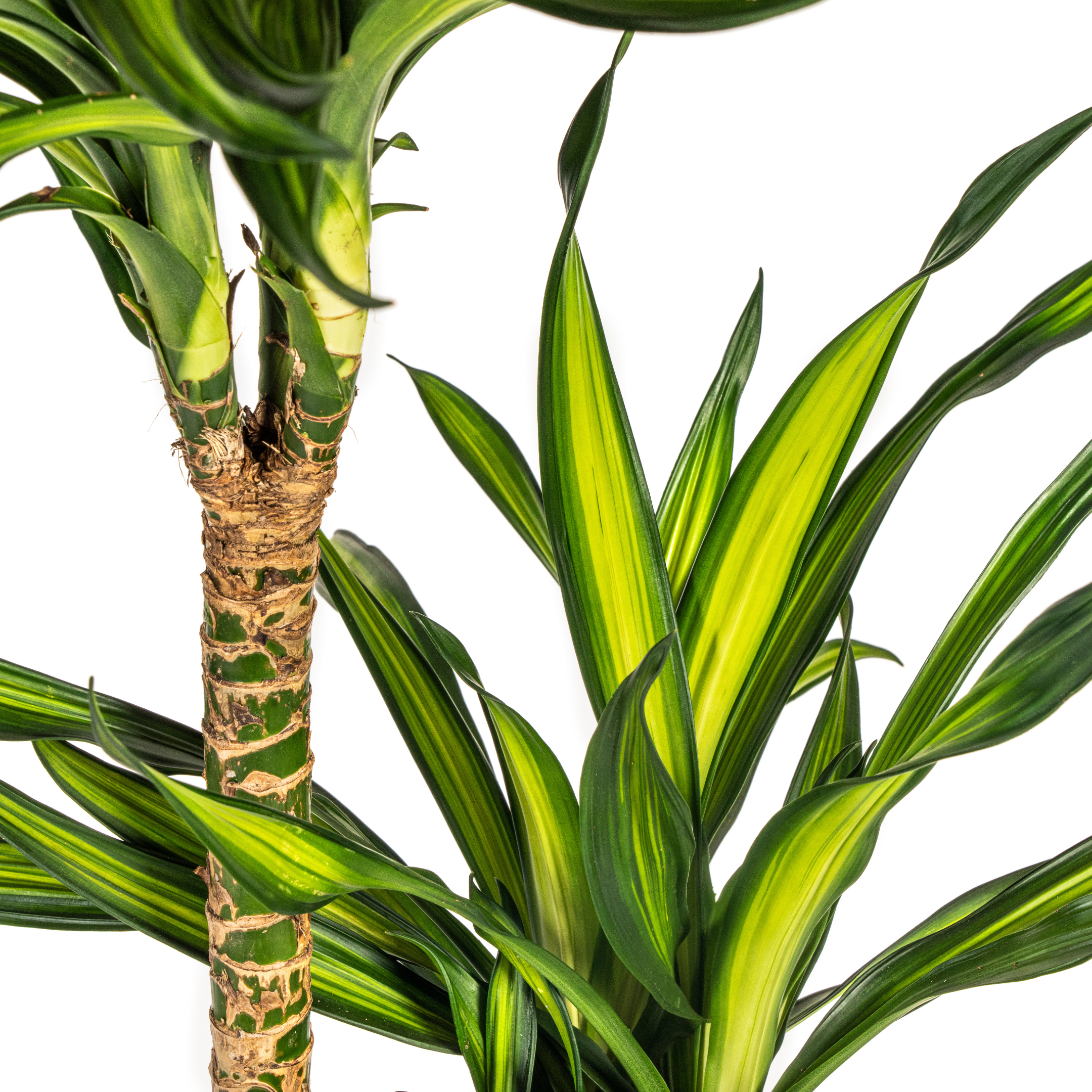 Drachenbaum - Dracaena Deremensis Rikki Ø24cm - ↕140cm