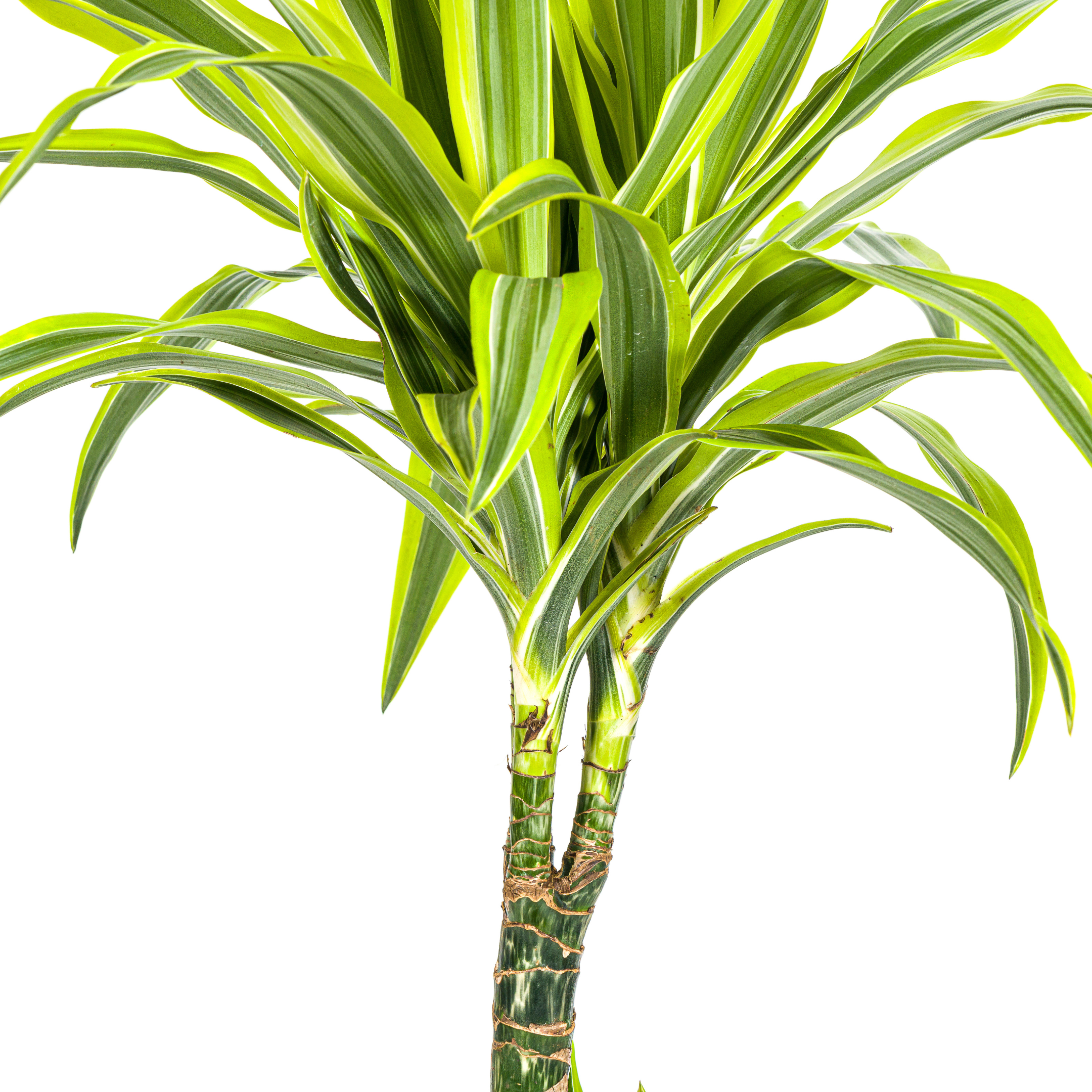 Drachenbaum - Dracaena Deremensis Lemon Lime Ø21cm - ↕100cm