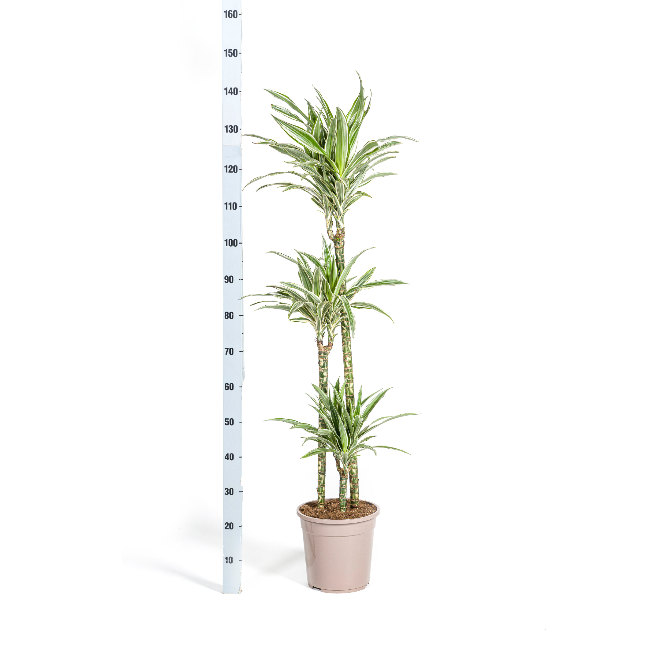 Drachenbaum - Dracaena Deremensis White Stripe Ø24cm - ↕140cm