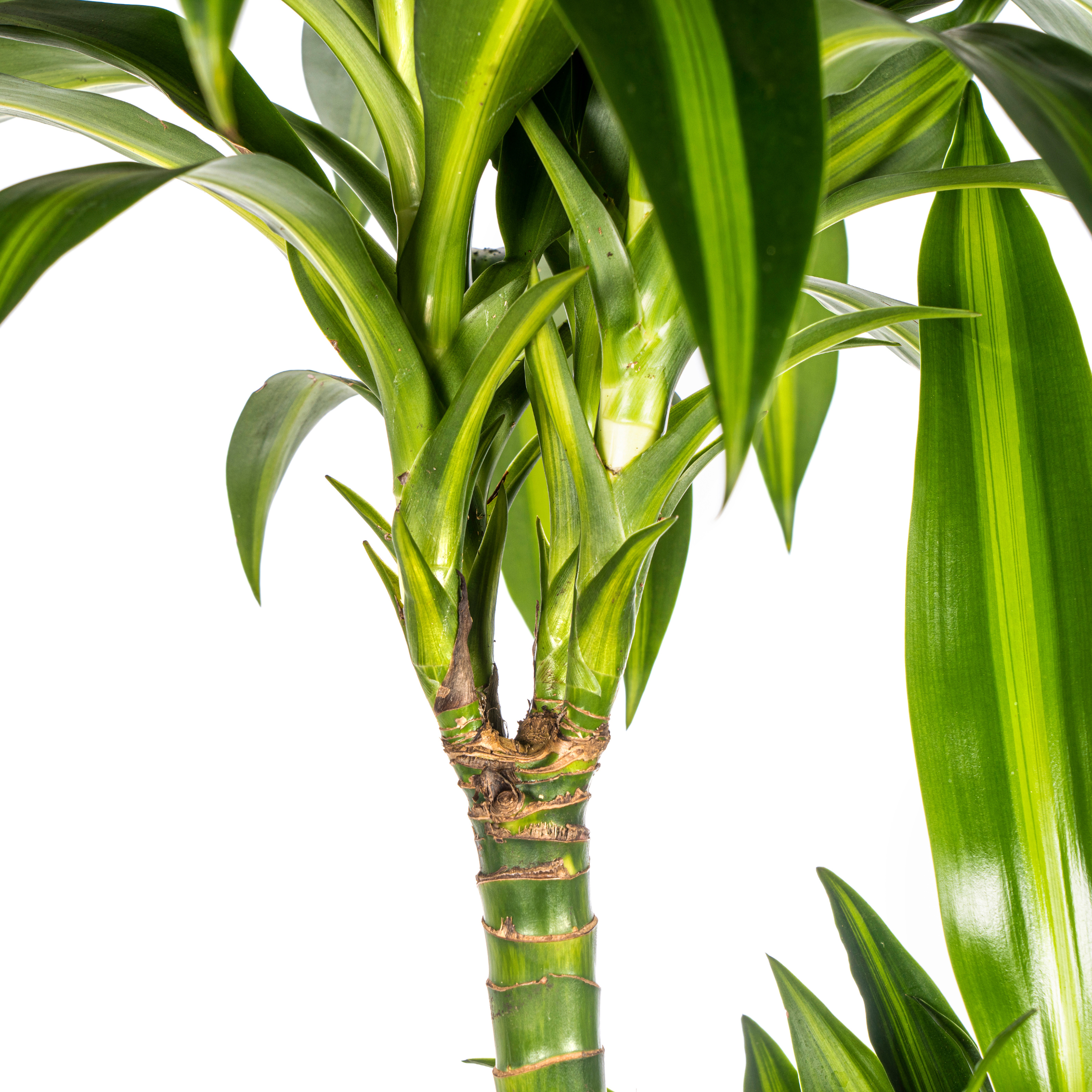 Drachenbaum - Dracaena Deremensis Hawaiian Sunshine Ø24cm - ↕140cm