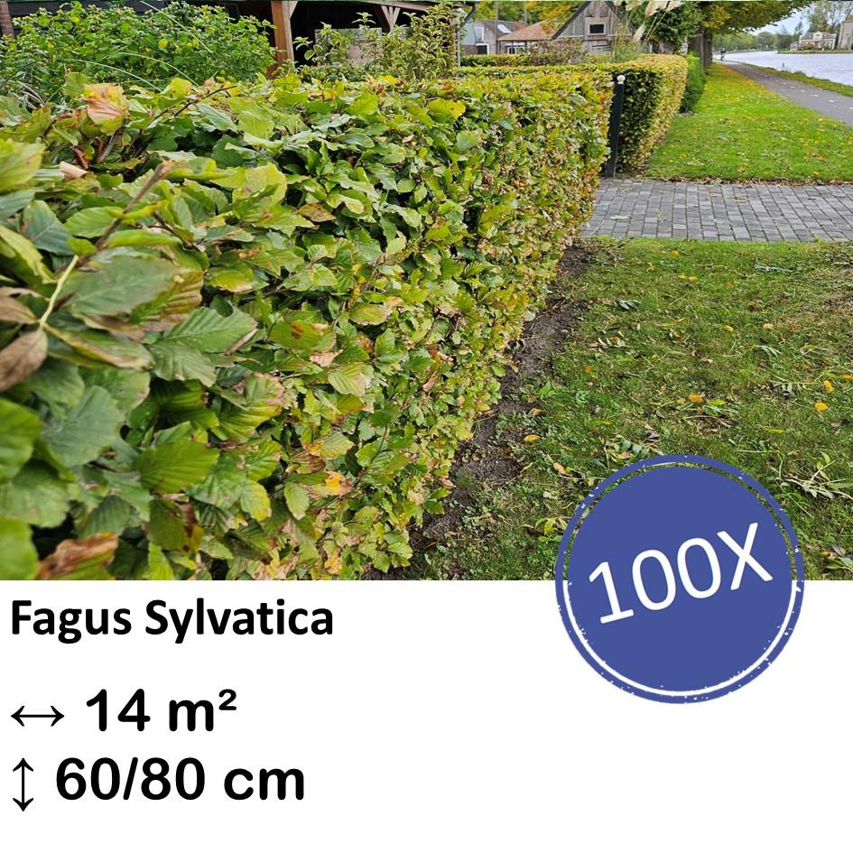 Rotbuchenhecke - Fagus sylvatica  - Kale wortel nackte Wurzel - 60/80 - 100x